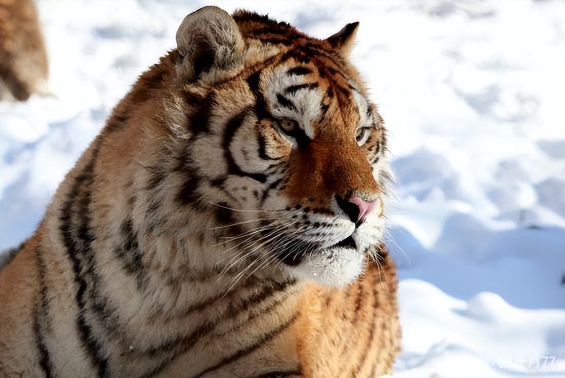 战斗之王：老虎的无敌战力，让人叹为观止！