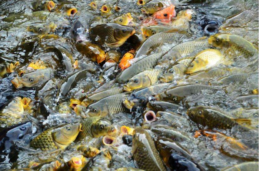 十年禁渔看长江鱼群物种更多样,长江禁渔仅两年就鱼群翻涌