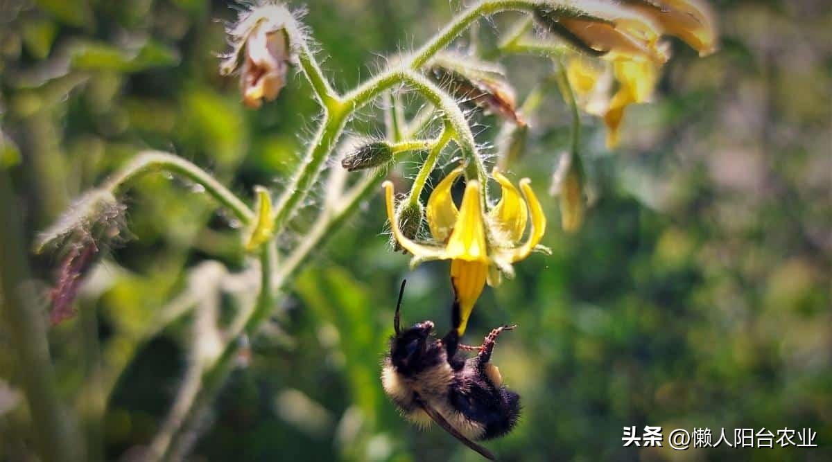 阳台西红柿长得高但不结果,光照不足西红柿疯长不结果怎么办