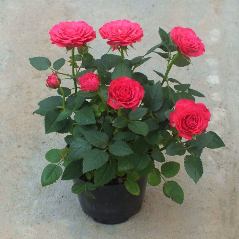 百花齐放春意浓群芳争艳,百花齐放喜迎新春