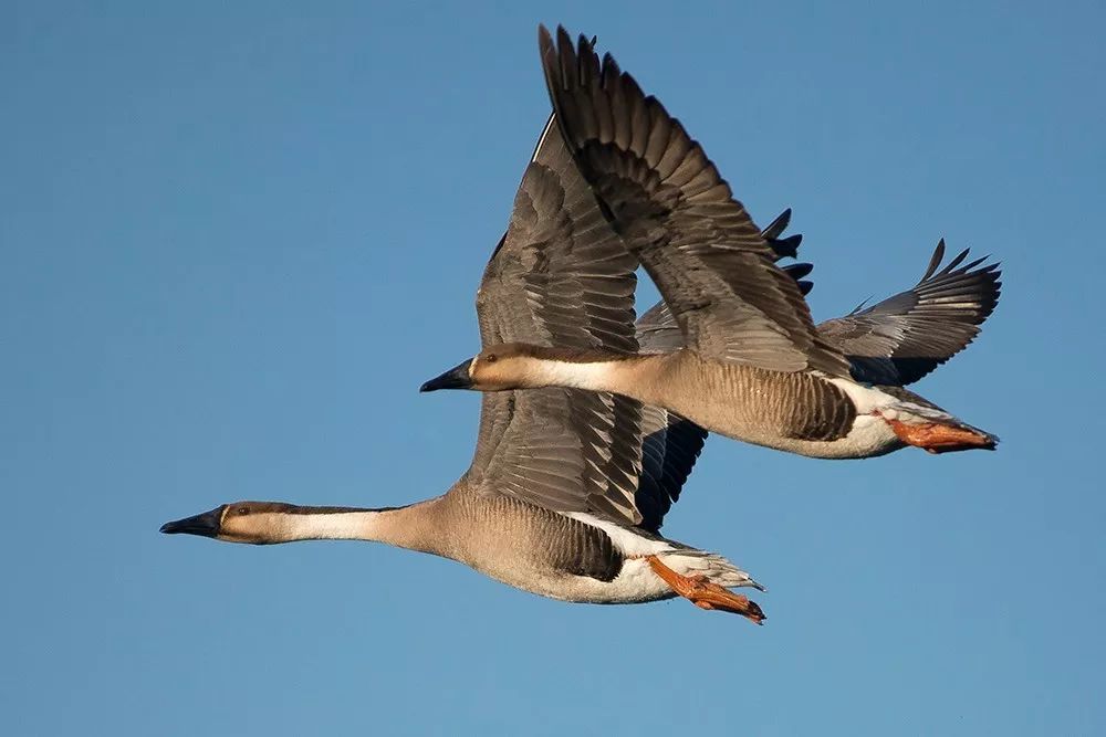 鸿雁巴彦淖尔市市歌,歌声里的内蒙古