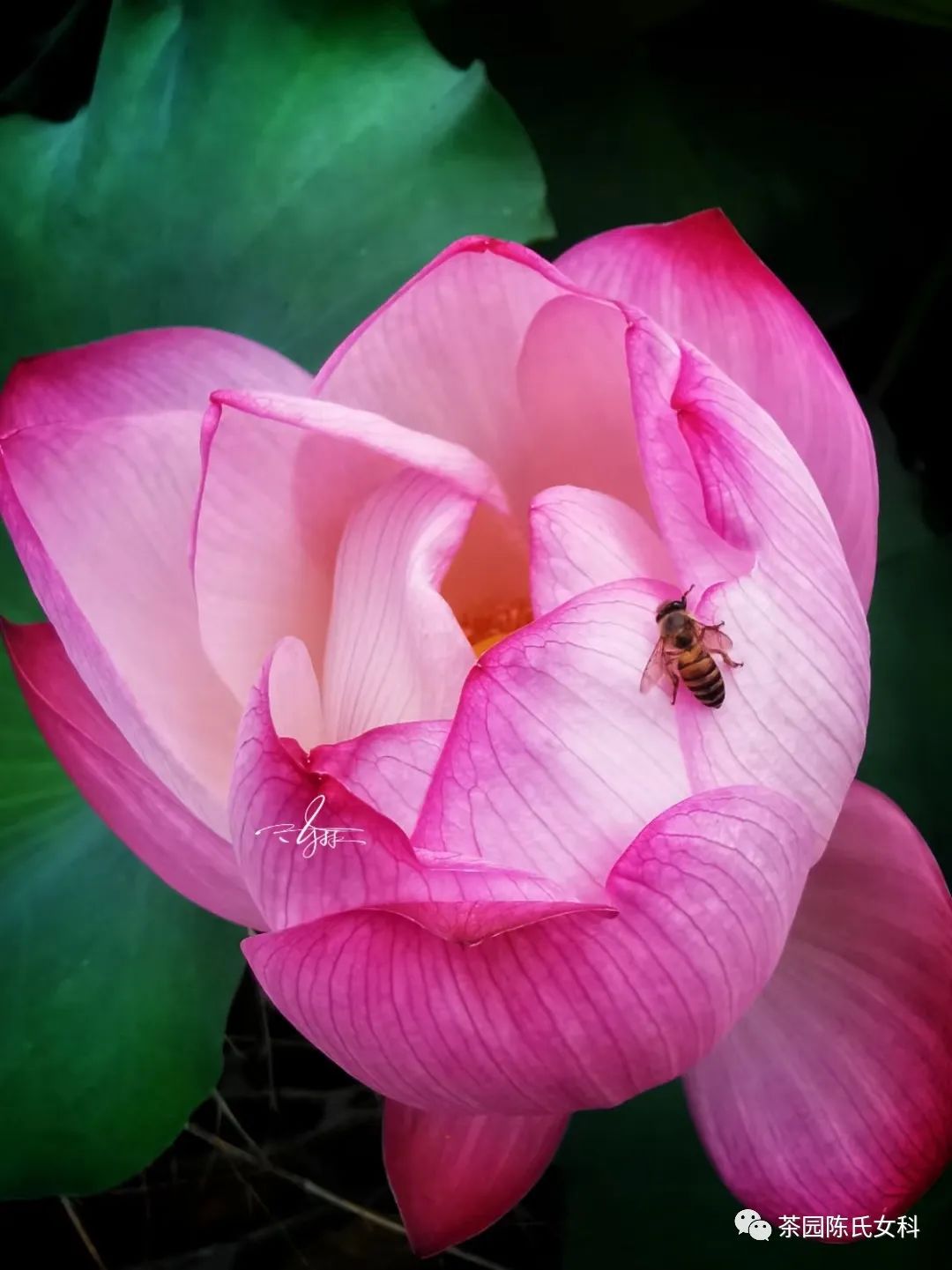 月经多一直不停是怎么回事,月经还有七天才来但是有血流出来