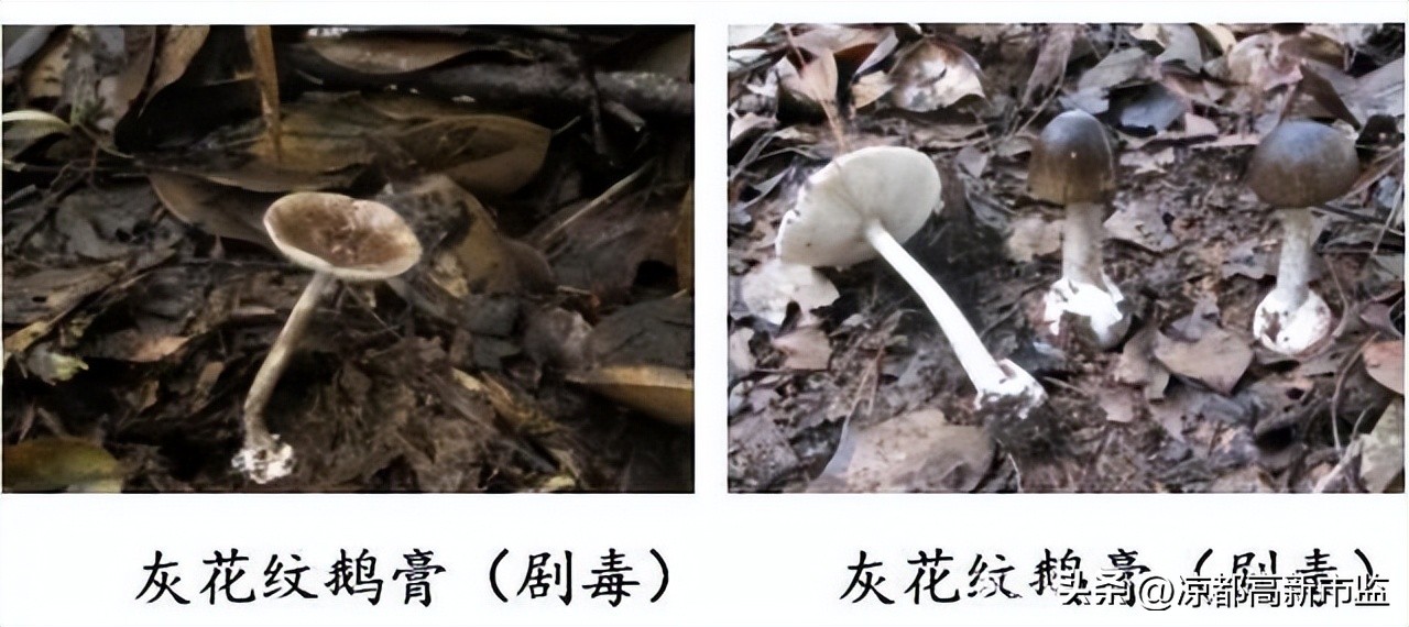 禁止食用有毒野生菌的小口诀,警惕毒蘑菇慎食野生菌