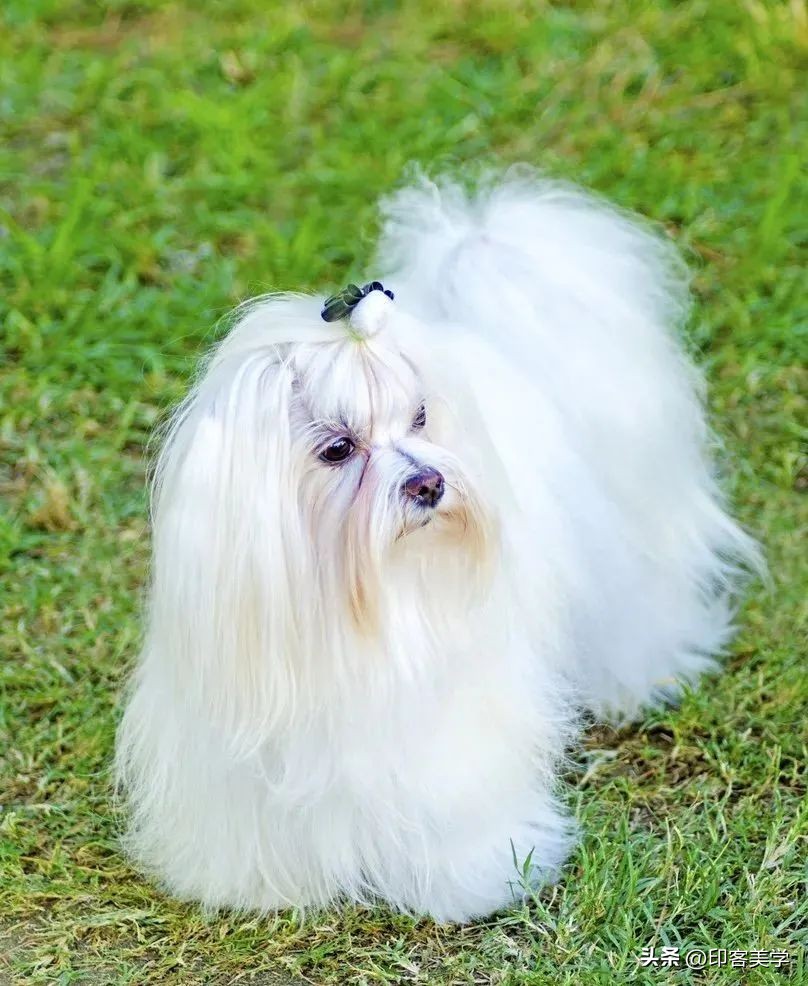 有钱人都喜欢用的垃圾袋,不值钱的垃圾袋