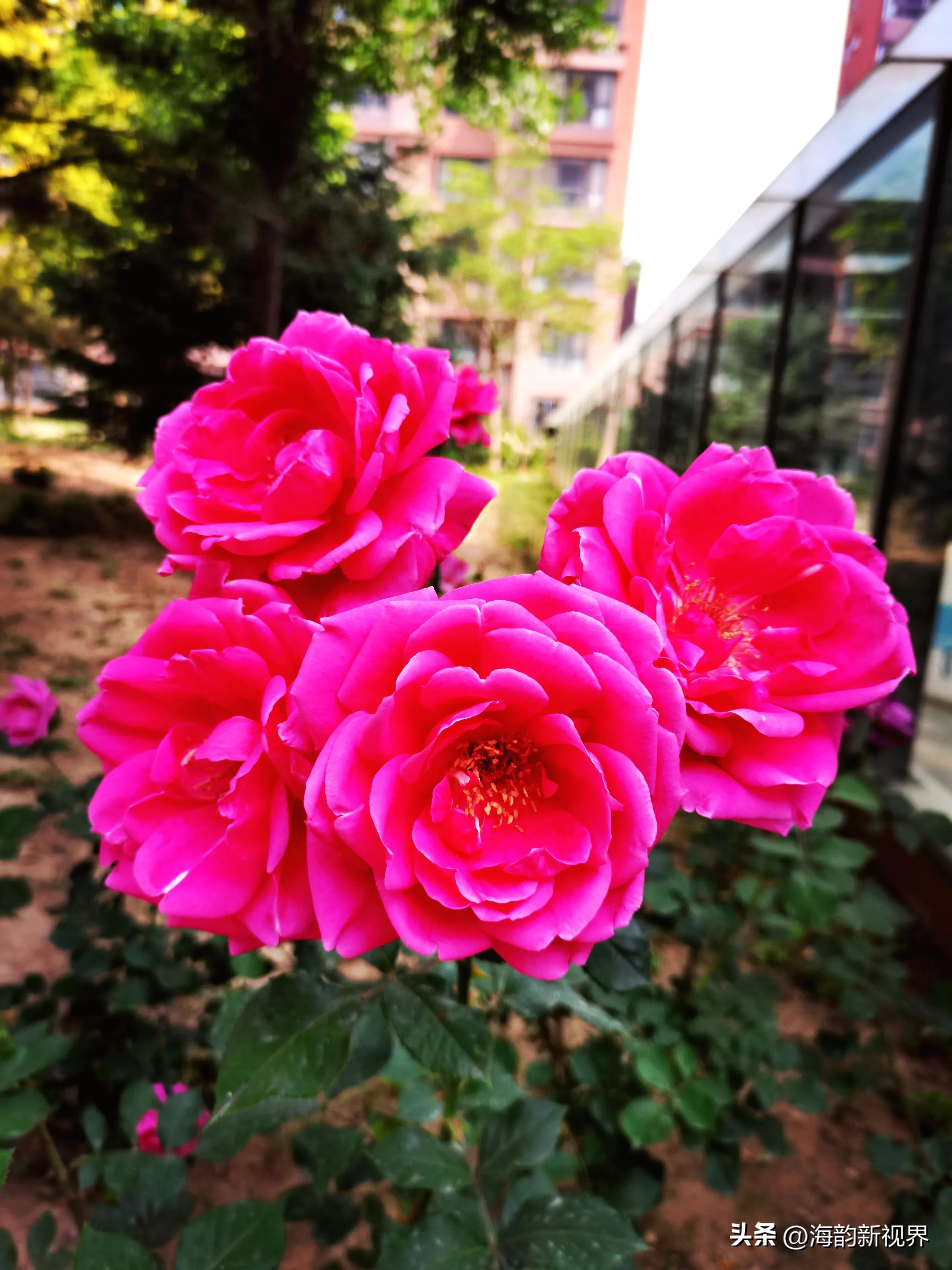 关于月季花的经典古诗,描写月季花的诗句最著名