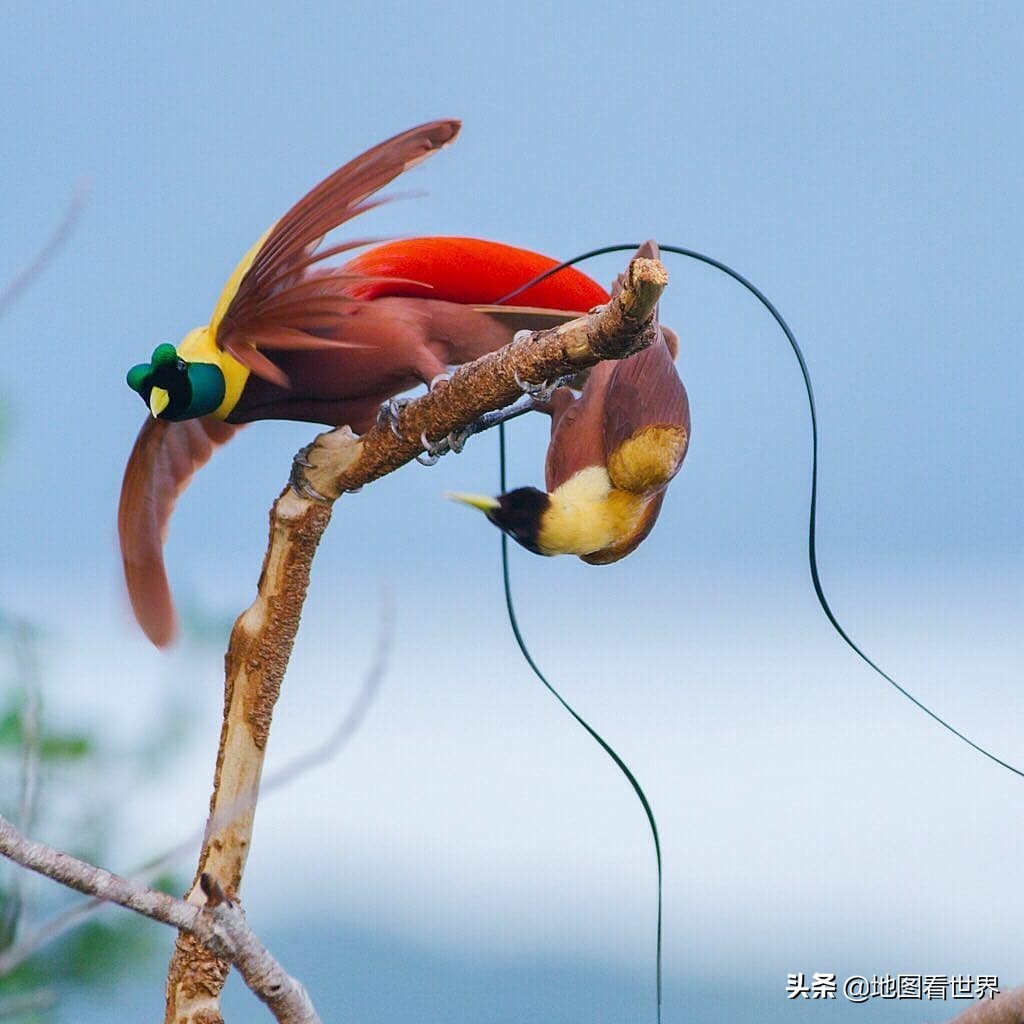 巴布亚新几内亚是叫巴新吗,巴布亚新几内亚都有什么