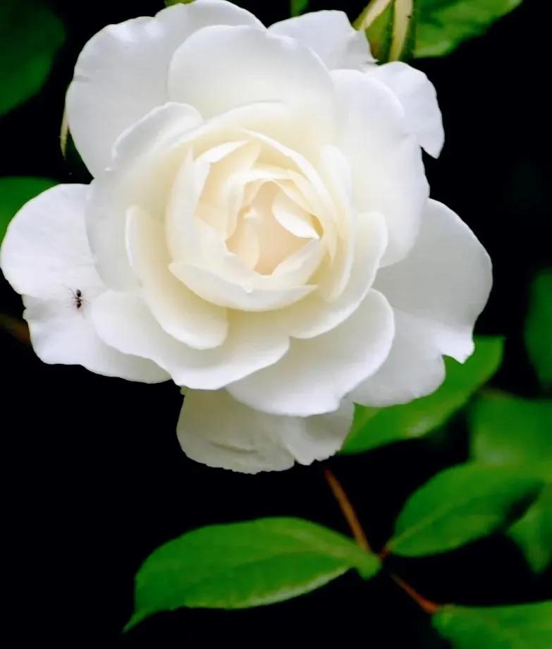 我爱月季花歌曲,我爱月季花300字