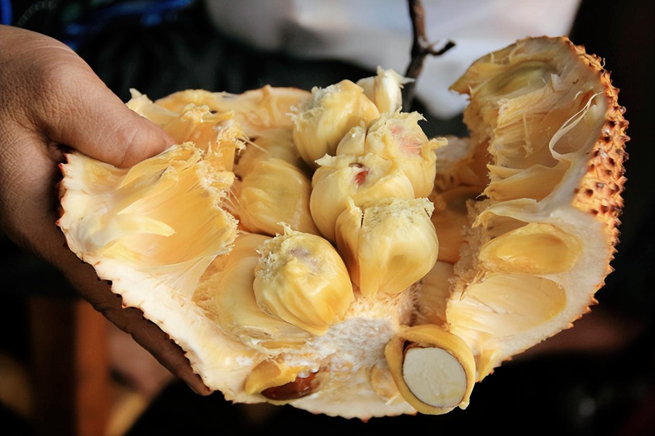 榴莲蜜是属于榴莲还是菠萝,榴莲蜜和榴莲的区别