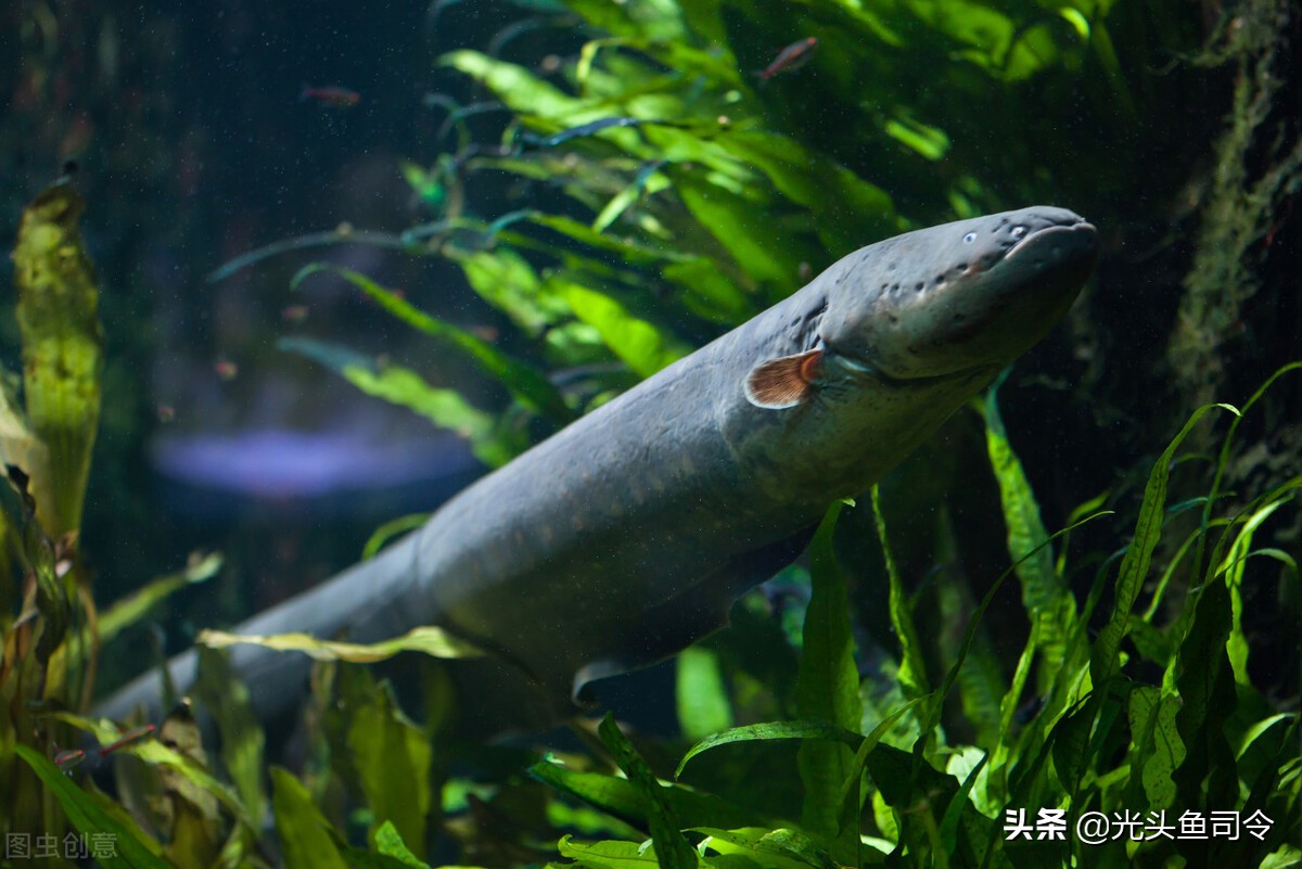 亚马逊河为什么被称为人类禁区,亚马逊河到底有多可怕