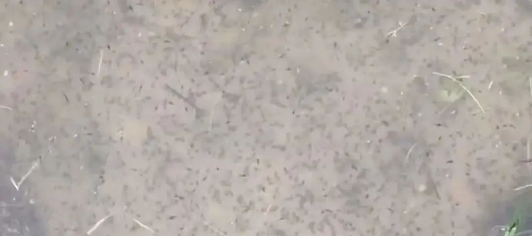 牛蛙蝌蚪养多久能变态成小蛙,蝌蚪红肚怎么解决