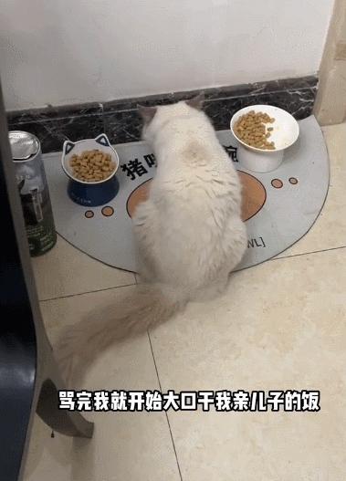 猫咪掉进化粪池被好心小哥救助,猫咪掉卡在树枝被好心人救下