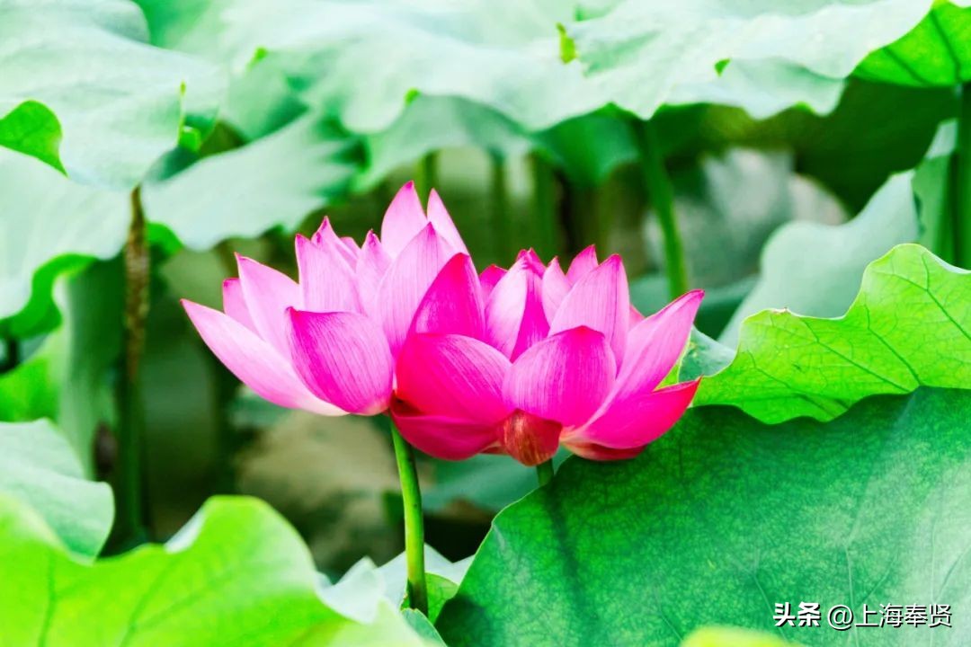 流“莲”忘返！来南桥这些地方邂逅夏天的浪漫→