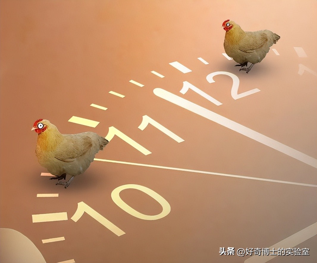 母鸡下蛋后为什么会咯咯叫，是因为屁股疼吗？