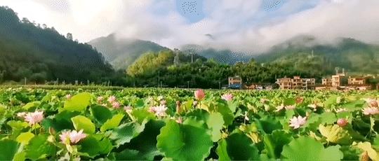 从化草埔村荷花游记,从化小杉村游玩攻略油菜花