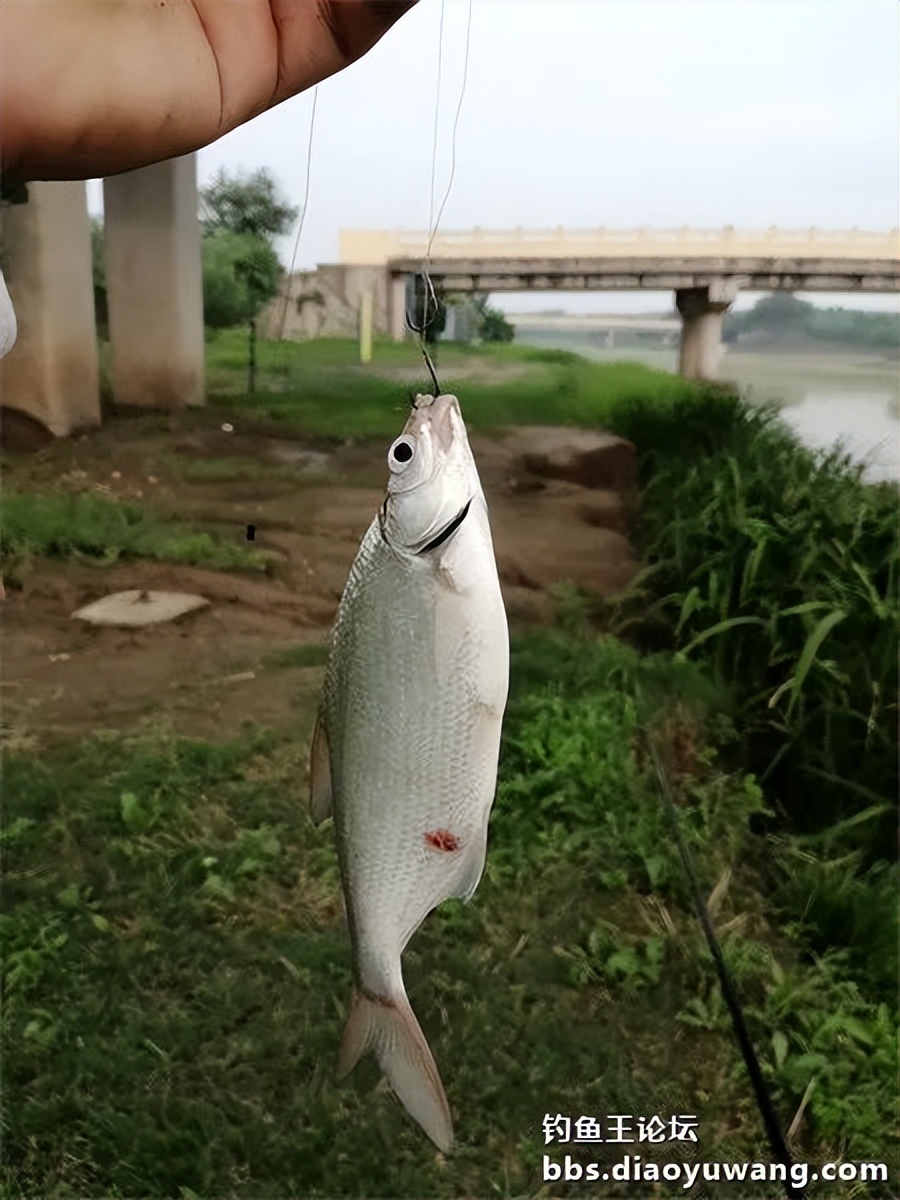 崇明北横引河水深,北横引河能钓鱼吗