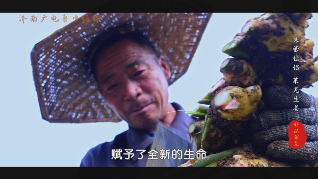 【山东好品】莱芜生姜，出口100多个国家的“味蕾伴侣”！