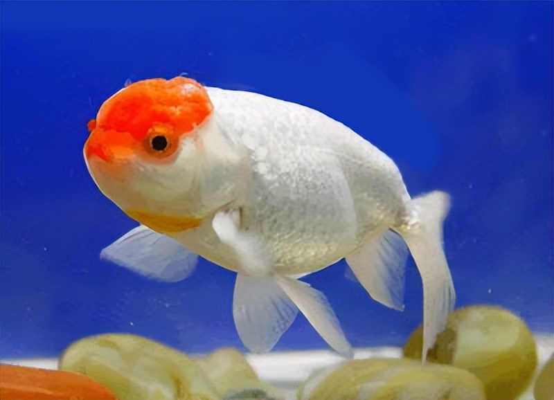 金鱼概述,金鱼图鉴