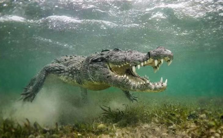 养殖一条鳄鱼大概盈利多少,养殖一条鳄鱼一年赚多少钱