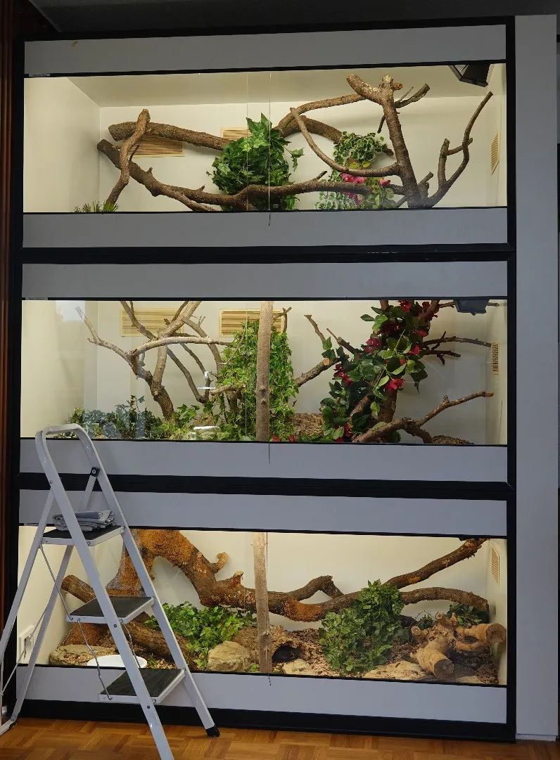 「原来欧洲有这么多种蛇？！」偷师卡塞尔的豢龙大师·下