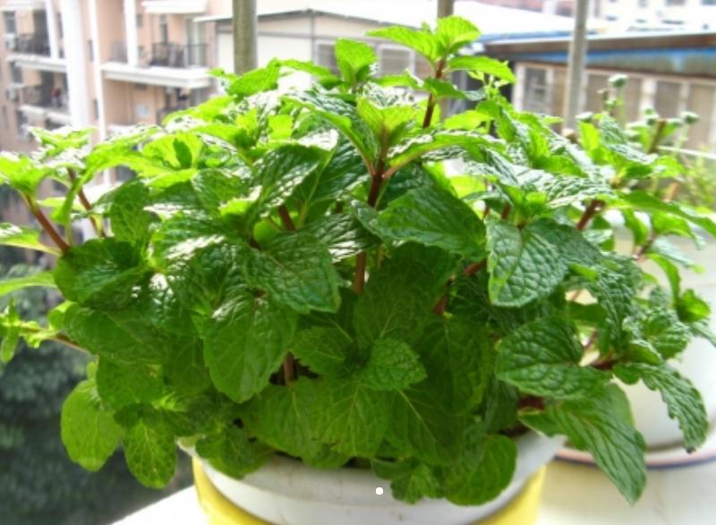 薄荷有清热解毒疏散风热,薄荷有清热凉血功效吗