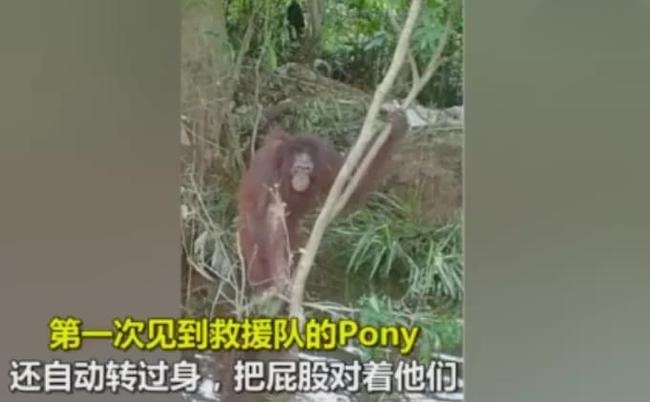 红毛猩猩被囚六年，培养成泄欲工具，身上溃烂也得接客