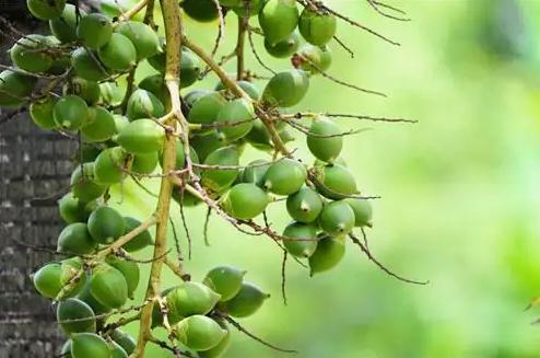 槟榔成瘾的主要成分及危害,槟榔成瘾还有晕乎乎的感觉了吗