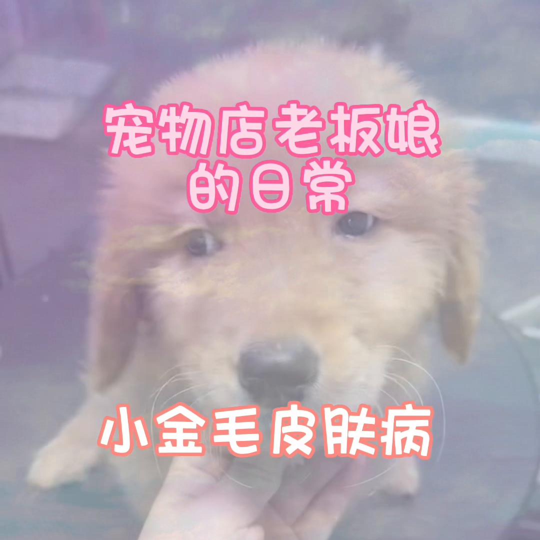 狗狗皮肤病并不可怕，我们也会做好日常消杀。