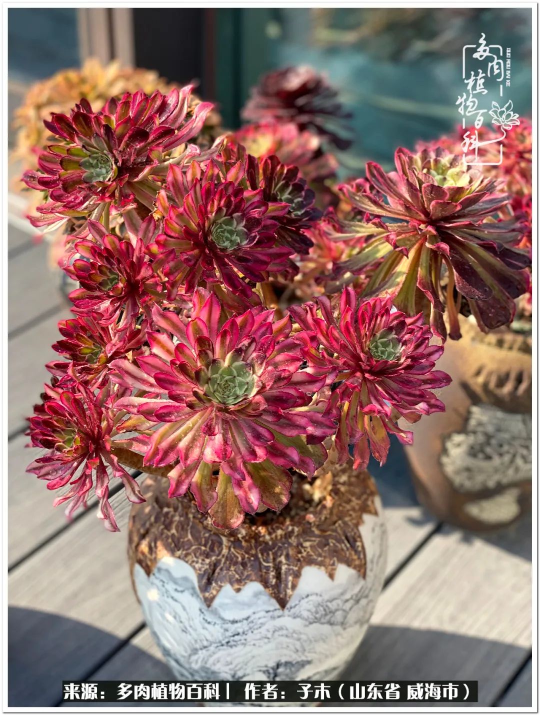 法师多肉成长史,法师多肉新手教程