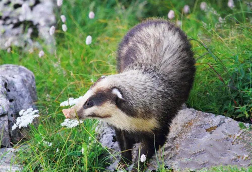 湖北大别山猪獾,大别山猪獾