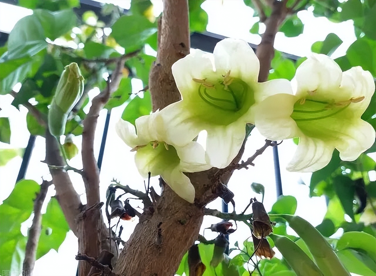 寓意吉利的花有哪些,哪一种花寓意带来好运