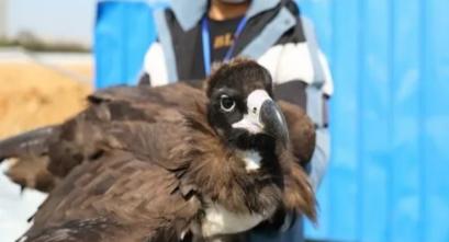 辽宁男子救助秃鹫,沈阳救助秃鹫