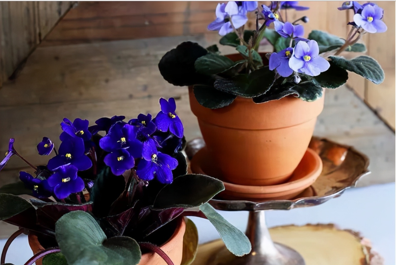 家庭客厅养什么花好看又旺财,客厅最吉祥的三种花