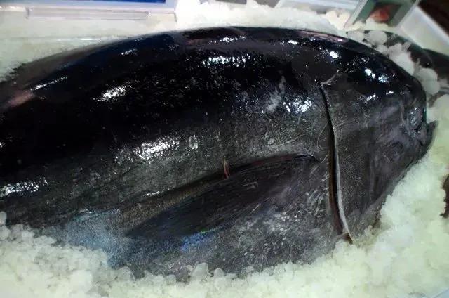 鱼类食材大全名称图片,鱼类菜谱大全100种