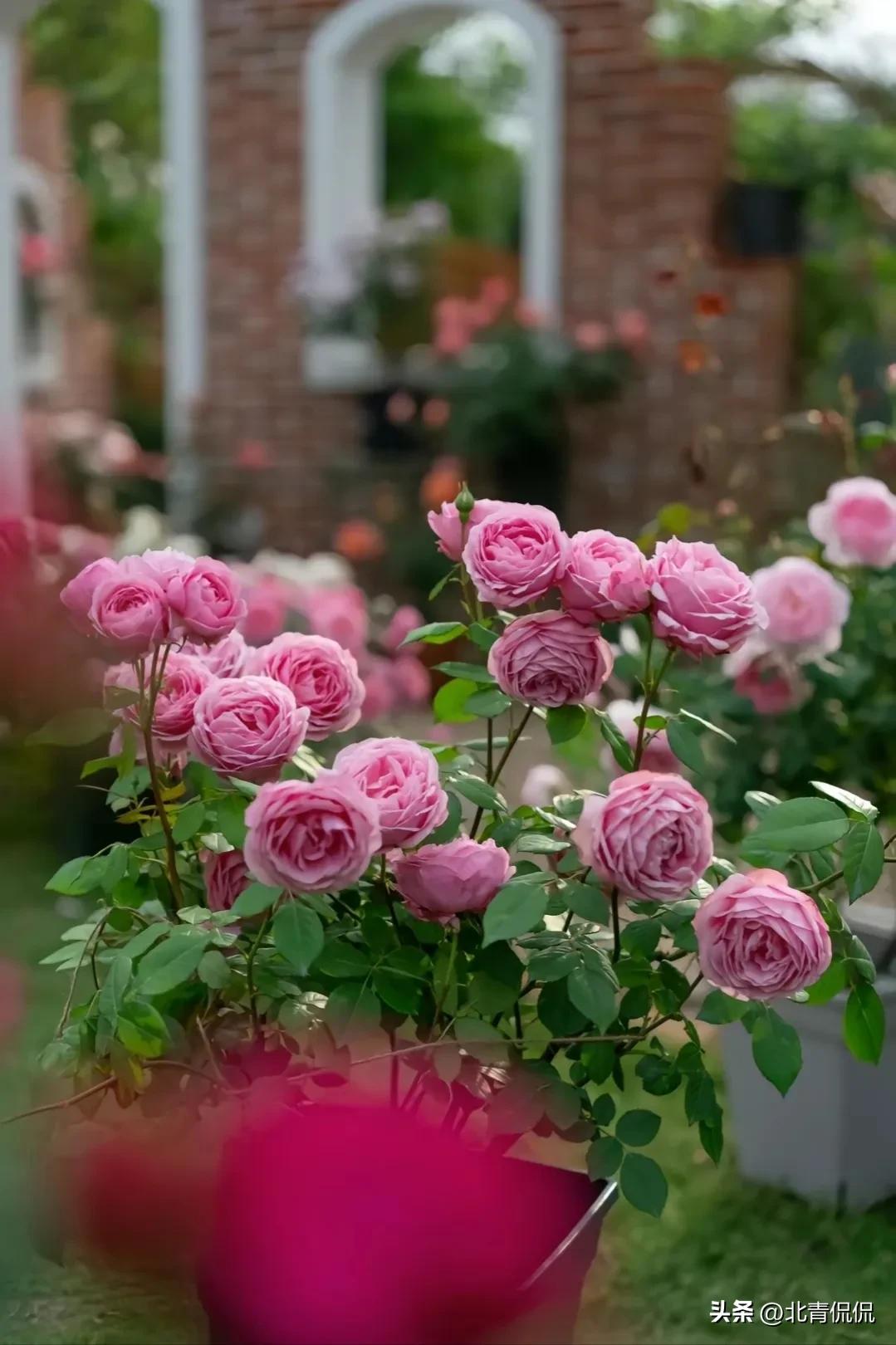 门前最旺风水花草可同时种几种,庭院五种树代表吉祥金玉满堂