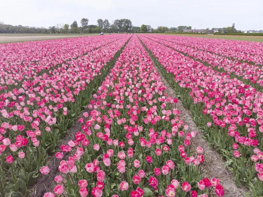 “求你退票吧！”男子买促销机票，20年后他成航空公司噩梦，为何