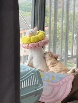 70万网友在线围观我家猫猫“搞黄色”：越看越上头，越看越变态