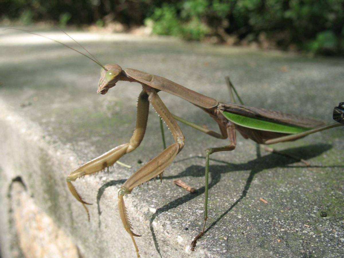 世界上最残酷的动物捕食,世界上最凶残的昆虫有哪些