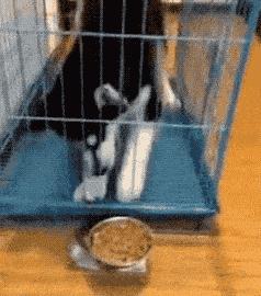 如何挑小狗不会挑到病狗,狗市挑狗的注意事项