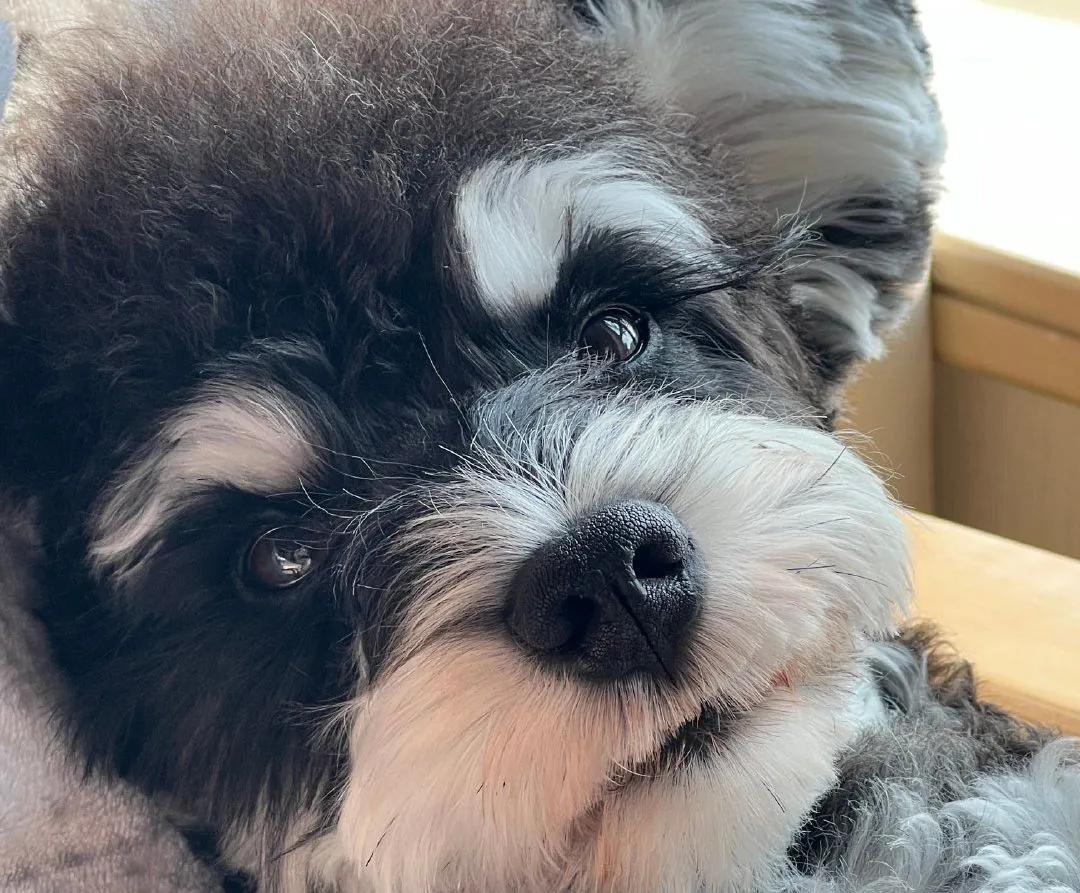 雪纳瑞如何正确喂养,雪纳瑞养宠经验分享