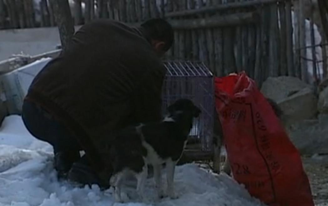 吉林男子野外捡鹿,吉林男子捡到小鹿