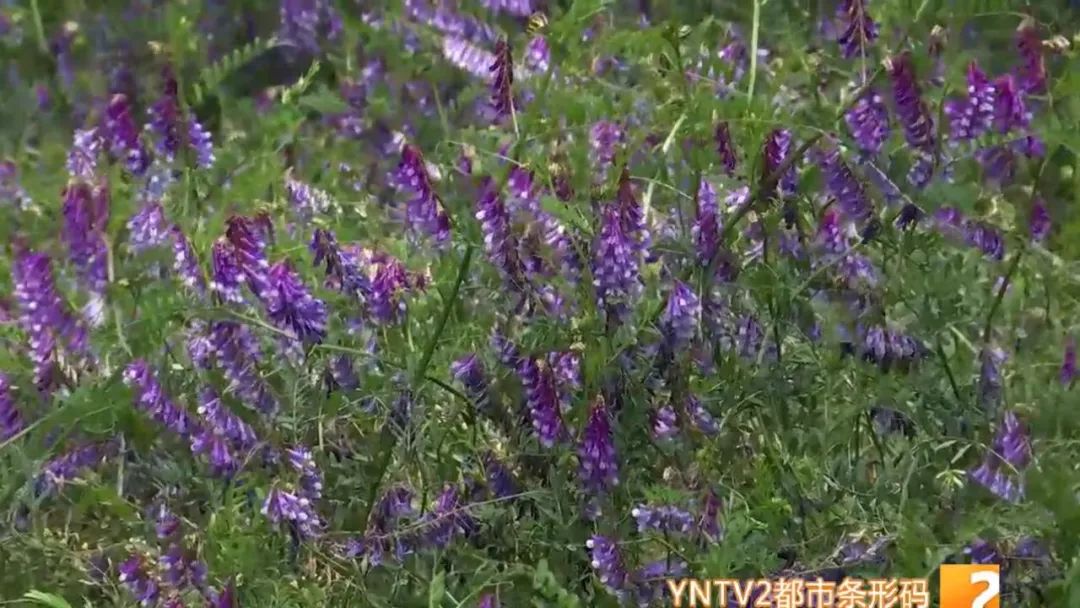 皮薄水樱桃,正宗的樱桃沟大樱桃已成熟