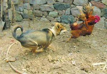 《狗王老笨的英雄路》2：七星犬自有天助，单耳立狗王大战群雄