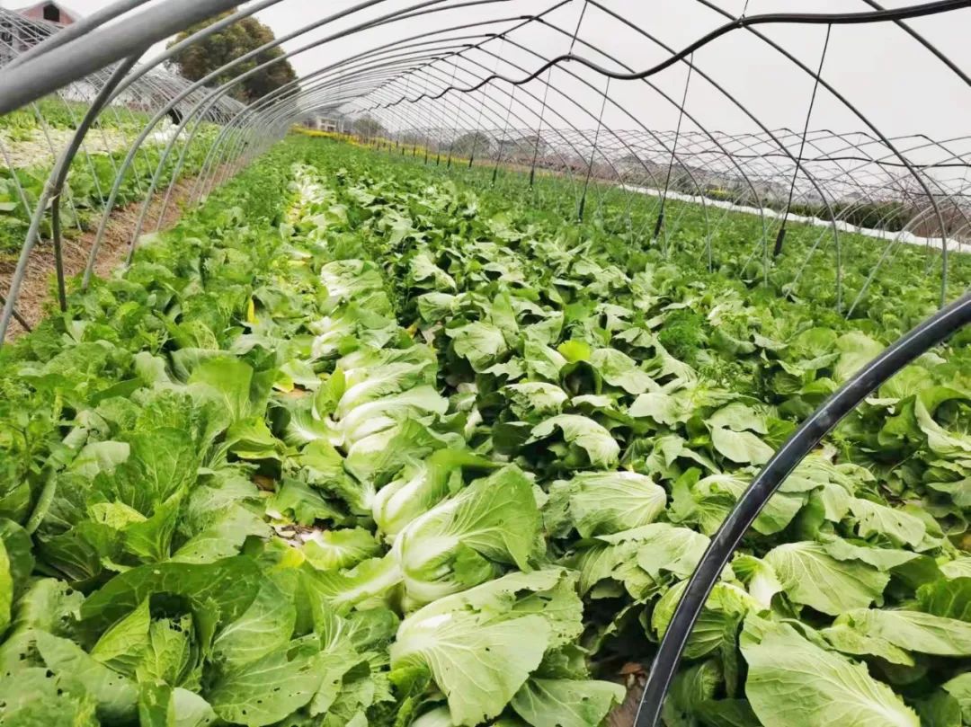 太仓人的“米袋子”“油罐子”“菜篮子”，管！够！