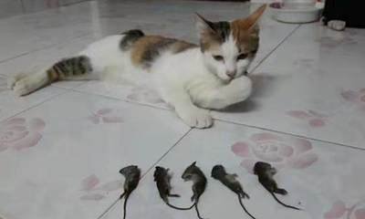 灭鼠英雄表现出黄鼠狼的特点,专家讲解黄鼠狼和猫哪个厉害