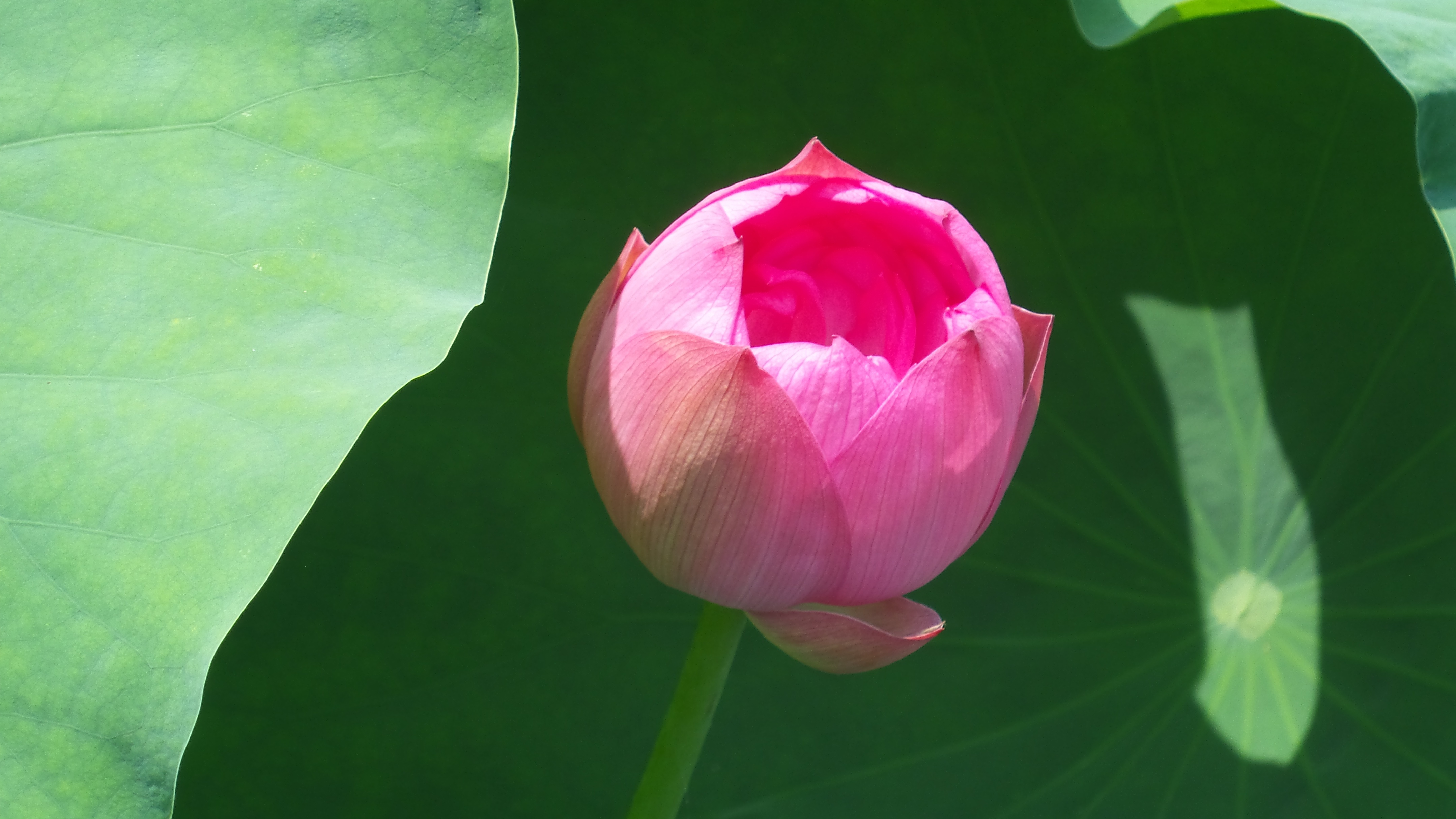 烈日炎炎赏荷花清凉一夏,京郊赏荷领略夏日之美