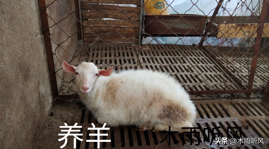 羊长脓包是什么原因造成的,羊身长了个脓包咋治用什么药