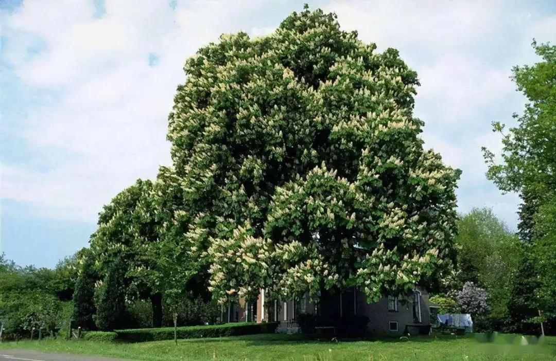开花植物大全100种,实用分享30款小型开花树种介绍
