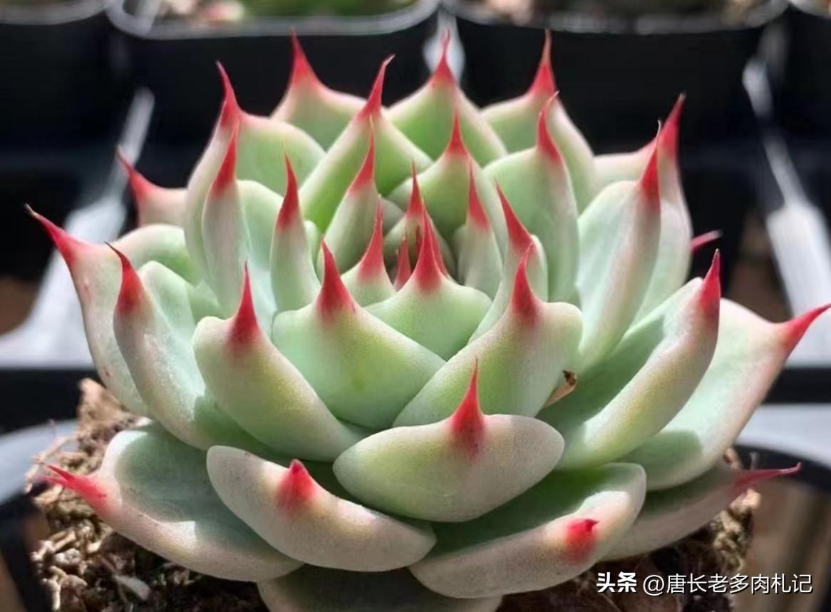 托斯卡内利和蓝眼睛是一个品种吗,多肉托斯卡内利适合阳台养吗