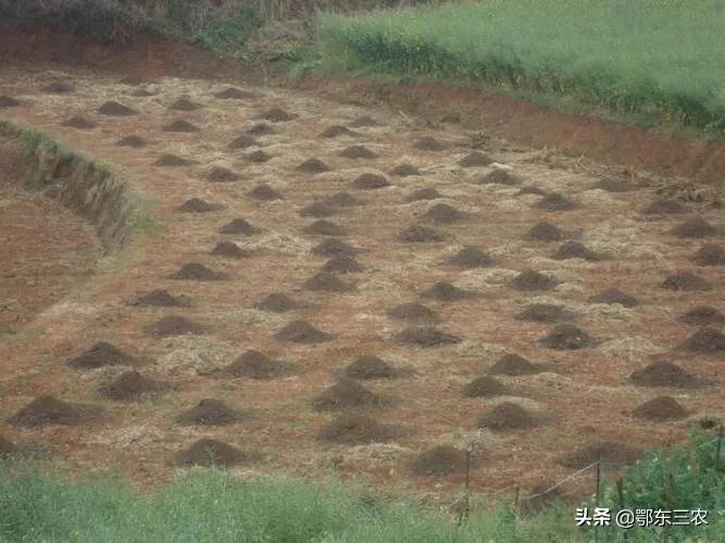 农田镉超标怎么治,农田中重金属含量过高怎么办