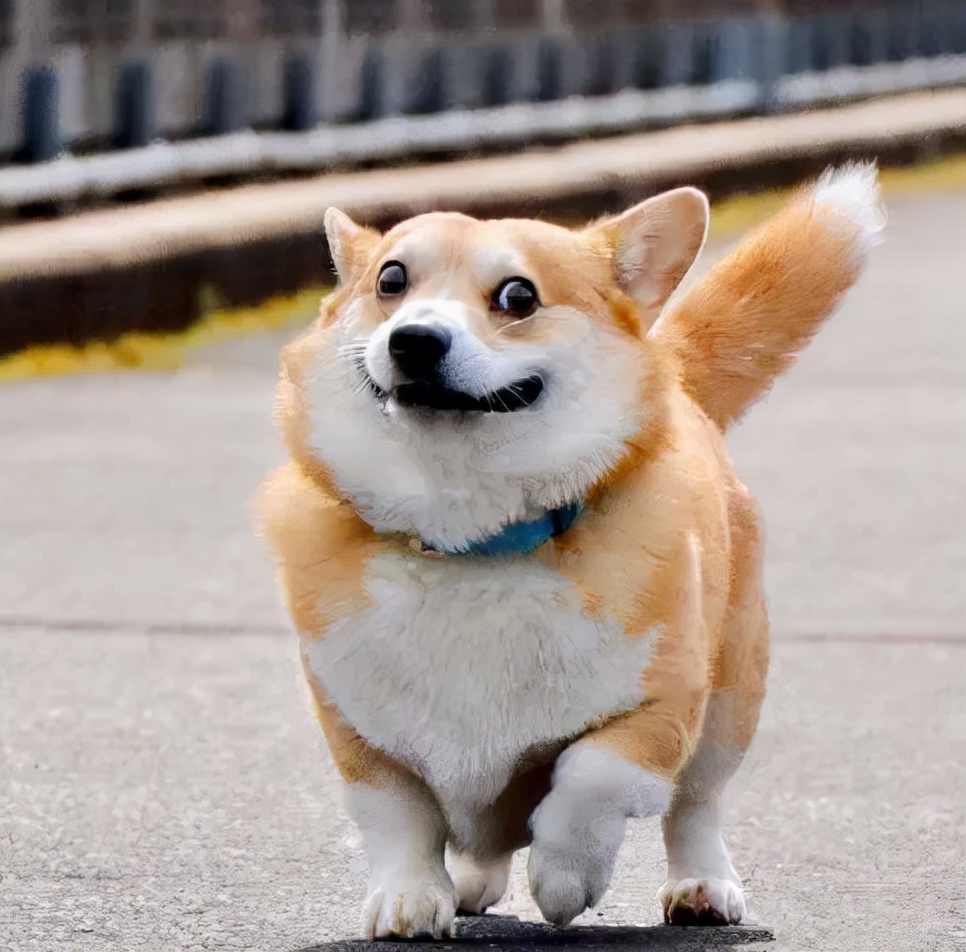 狗狗分得清人类的长相吗,在狗狗眼里分男女吗